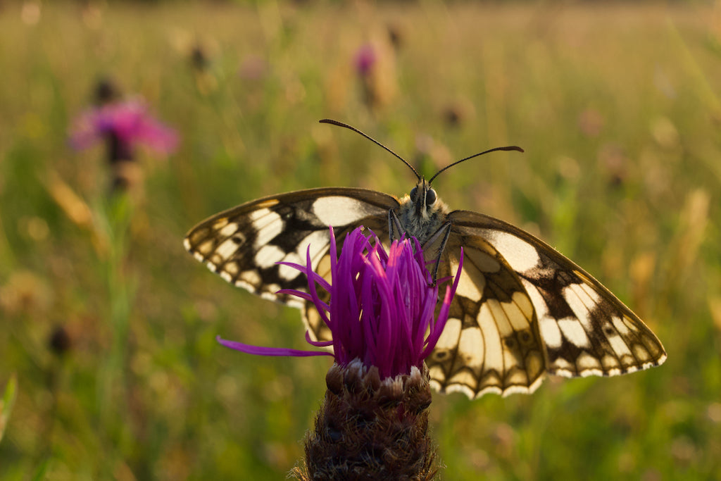 HOW TO GIVE LOCAL WILDLIFE SOME LOVE